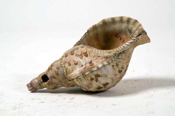 Snail trumpet