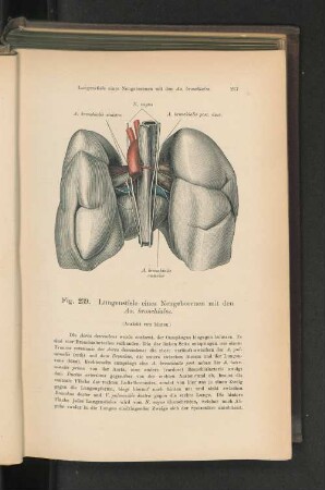 Fig. 239. Lungenstiele eines Neugeborenen mit den Ao. bronchiales.