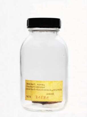 Manihot sp. aus Amani (Tansania [ehem. Deutsch-Ostafrika])