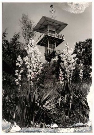 Deutsche Gartenschau 1950 auf dem Killesberg, Stuttgart: Blühende Yucca unterhalb des Aussichtsturmes (sog. Zaiser-Turm)