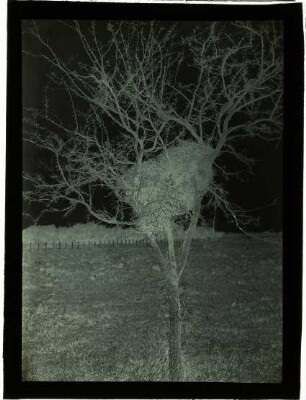 Baum mit großem Nest