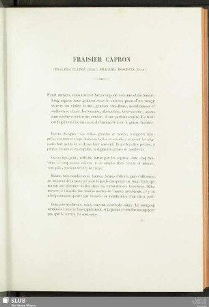 Fraisier Capron (Fragaria Elatior (Ehrh.), Fragaria Moschata (Duch.))