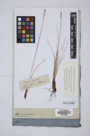 Elyna spicata