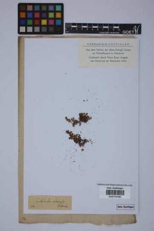 Callitriche autumnalis L.