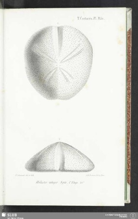 Pl. 851