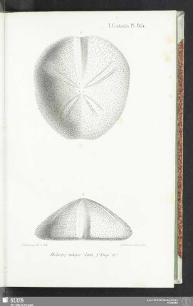 Pl. 851