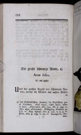 Die große schwarze Aente. Anas fusca.