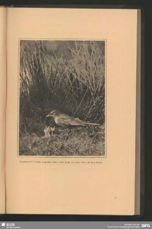 Ringdrossel, Turdus torquatus, Linn., und Junge in einem Nest auf dem Boden
