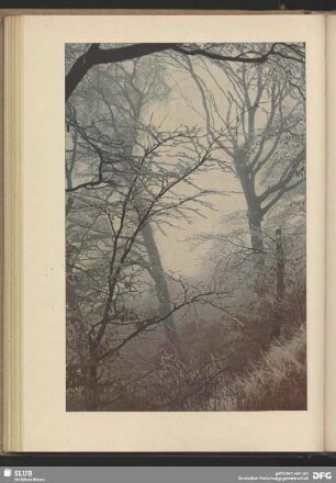 Nebel im Herbstwald