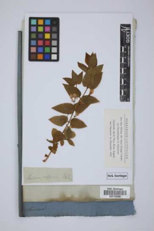 Lonicera