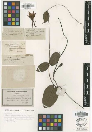 Mandevilla scabra (Hoffmanns. Ex Roem. & Schult.) K.Schum. var. Muell.Arg. intermedia