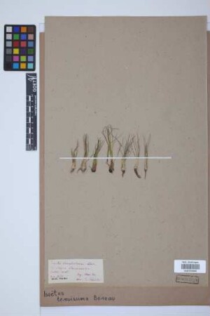 Isoetes muelleri A. Br.