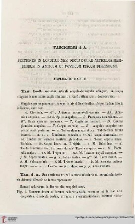 Fasciculus 4A: Sectiones in longitudinem ductae articulos membrorum in anticum et posticum discum diffindunt