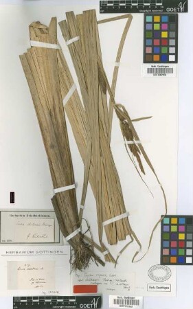 Carex chilensis Brongn.
