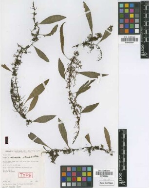 Pleopeltis intermedia M.Kessler & A.R.Sm. [paratype]
