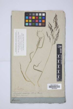 Eragrostis poaeoides Pal de Beauv.