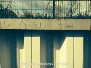 DOGS