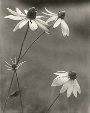Schlitzblättriger Sonnenhut : Königswartha, Blüten des Schlitzblättrigen Sonnenhutes (Rudbeckia laciniata)
