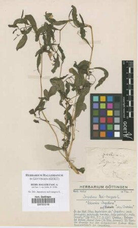Impatiens noli-tangere L.