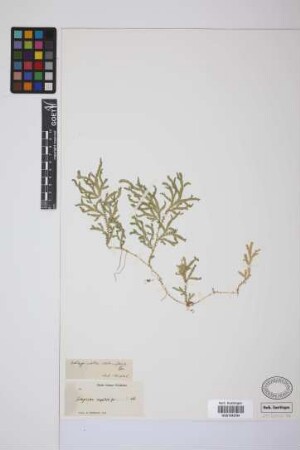 Selaginella plumosa (L.) C.Presl