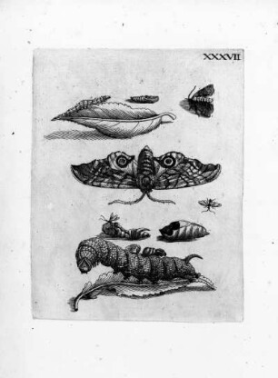 XXXVII.