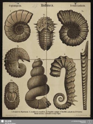 Tafel 27: Mollusca : Cephalopoda : Tetrabranchiata