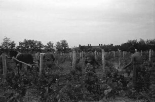 Tiraspol [Moldawien]: Spritzen der Weinplantagen