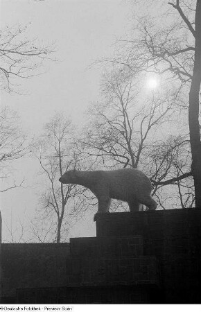 Eisbär : Eisbär im Zoogehege