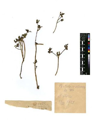 Portulacaceae Portulaca oleracea Linné, Carl von (1707 - 1778) [En et-tabre]