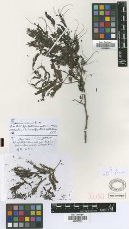 Piptadenia communis Benth. var. excelsa Griseb.[syntype]