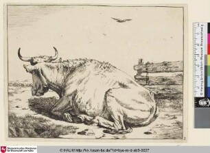 [Une vache couchée, vue de profil dirigée vers la gauche, et retournant sa tête vers le fond; Liegende Kuh mit dem Rücken zum Betrachter neben einem Zaun, darüber fliegt ein Vogel]