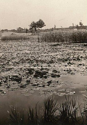 Laußnitzer Heide. Seerosen auf Mittelteich bei Kleinnaundorf