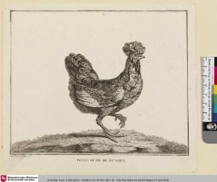 POULE HUPÉE DE NUMDIE [Haubenhuhn aus Numidien]