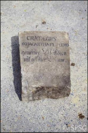 Potsdam, Park Sanssouci, Baumschule Sanssouci, gefundene Steinplatten mit Namen von Baumarten, Inschrift: Crataegus oxyacantha (Gemeiner Weissdorn).
