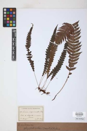 Blechnum polypodioides (Sw.) Kuhn