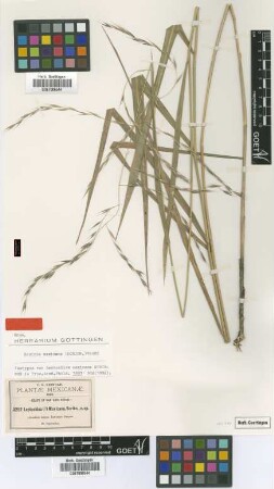 Leptochloa mexicana Scribn. [isotype]