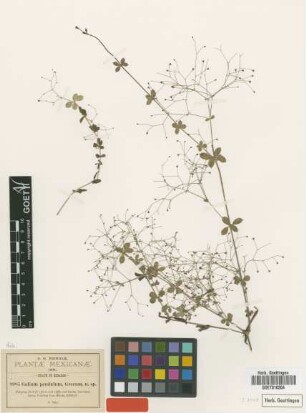 Galium pendulum Greenm. [isotype]