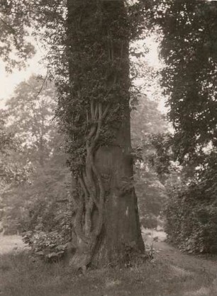 Dahlen. Schloßpark. Efeustamm an einer Platane