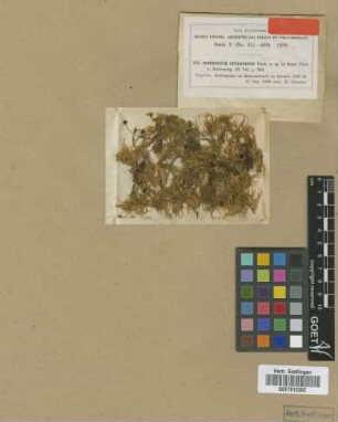 Isothecium ceylonense M.Fleisch. [isotype]