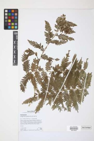 Selaginella exaltata (Kunze) Spring