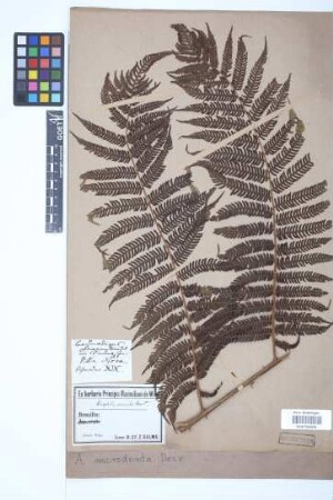 Alsophila microdonta (Desv.) Desv.