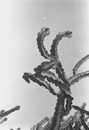 Euphorbia : Nahaufnahme einer Kaktee
