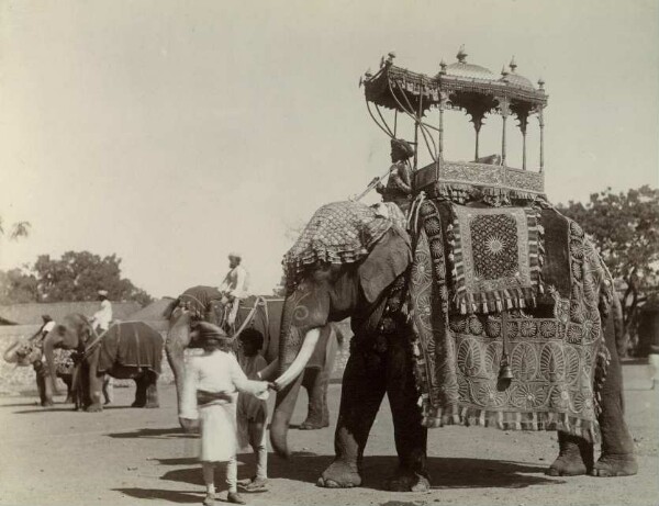 Elephants in the plaster