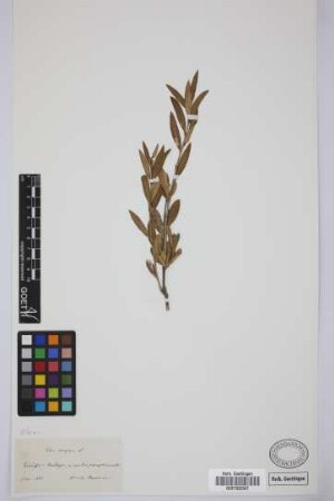 Olea europaea L.