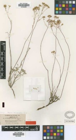 Alyssum kotschyanum Boiss. [type]