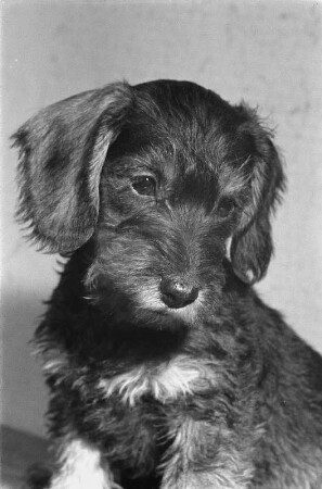 Tiere. Dackel