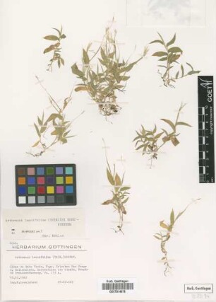 Arthraxon lancifolius (Trin.) Hochst.