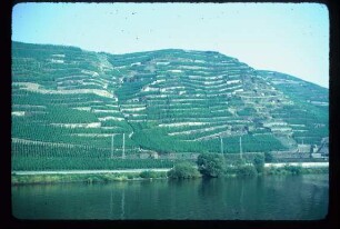 Weinberge an der Mosel
