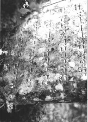 Grabstein 302 (Index: 99799821) Material: Sandstein Zustand: verwittert, vom Baum verdeckt Maße HxBxT: 85x62x9 cm Beschreibung: Stele, eingezogener Rundbogenabschluß, Schriftfeld eingetieft: Grabstein 302 (Detailaufnahme)
