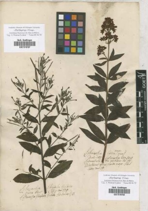 Lysimachia